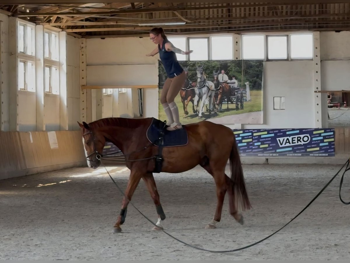 Deutsches Sportpferd, Wallach in Bülstringen