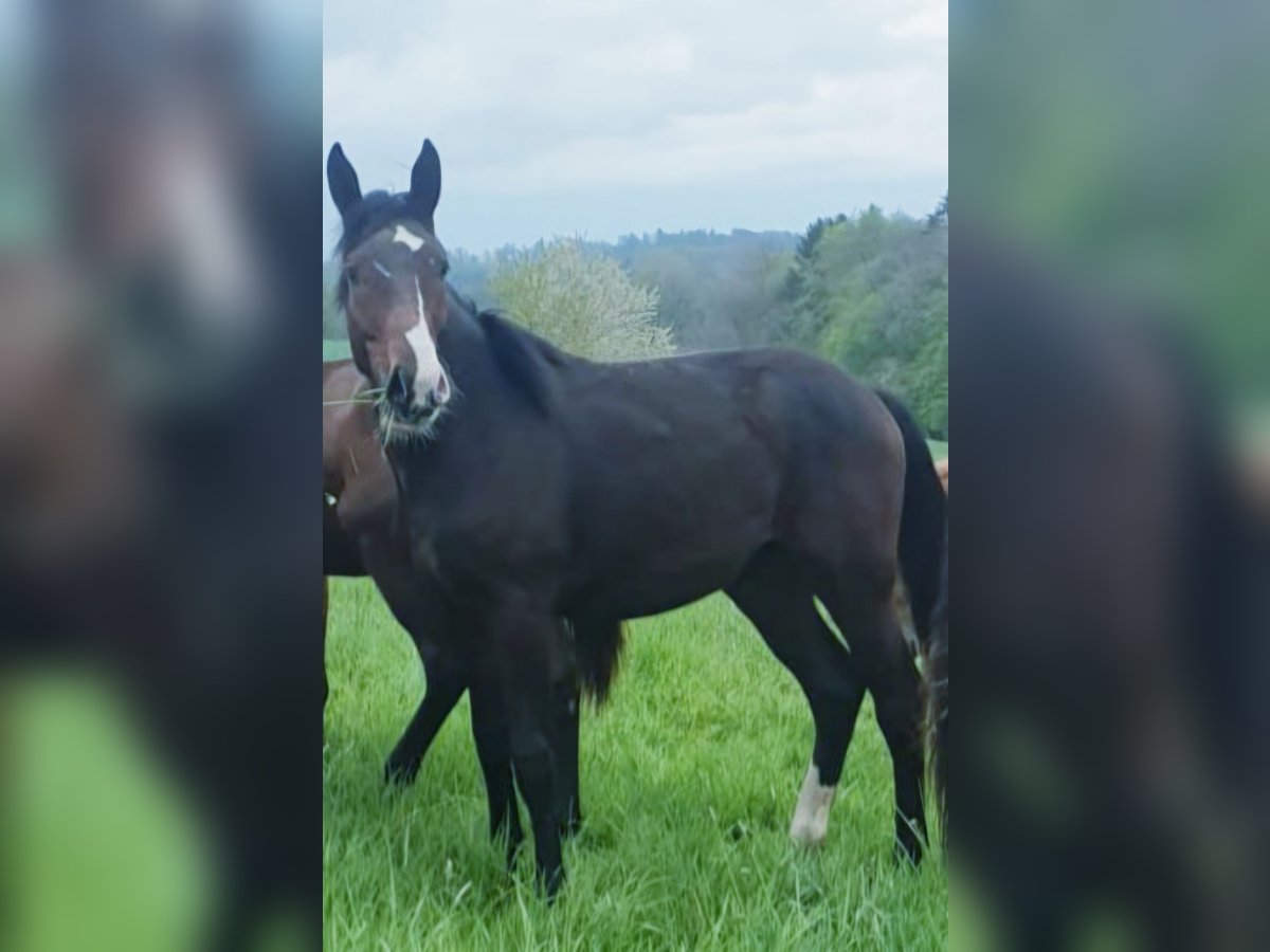 Deutsches Sportpferd Wallach 5 Jahre 179 cm Dunkelbrauner in Kaiserslautern