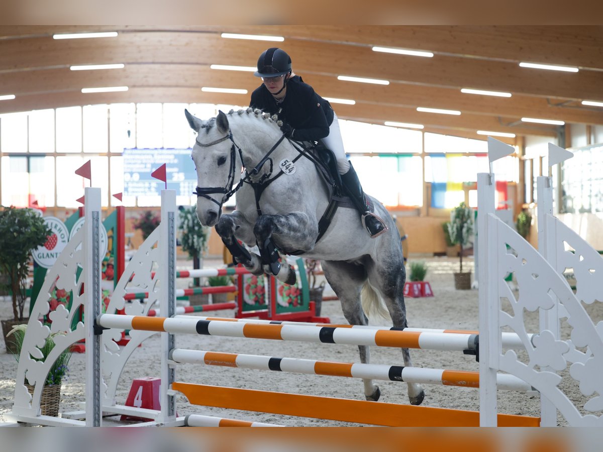 Deutsches Sportpferd Wallach 6 Jahre 160 cm Schimmel in Perleberg