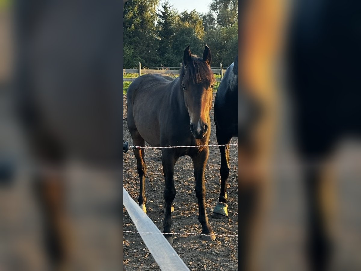 Deutsches Sportpferd Wallach 6 Jahre 160 cm Schwarzbrauner in Wiendorf