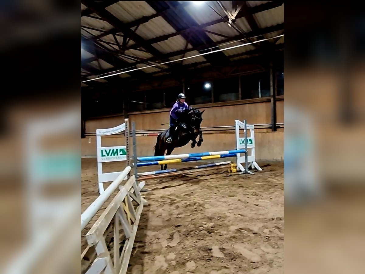Deutsches Sportpferd Wallach 6 Jahre 161 cm Brauner in Crawinkel