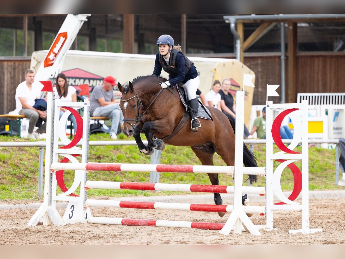 Deutsches Sportpferd Wallach 6 Jahre 162 cm Brauner in Kranichfeld