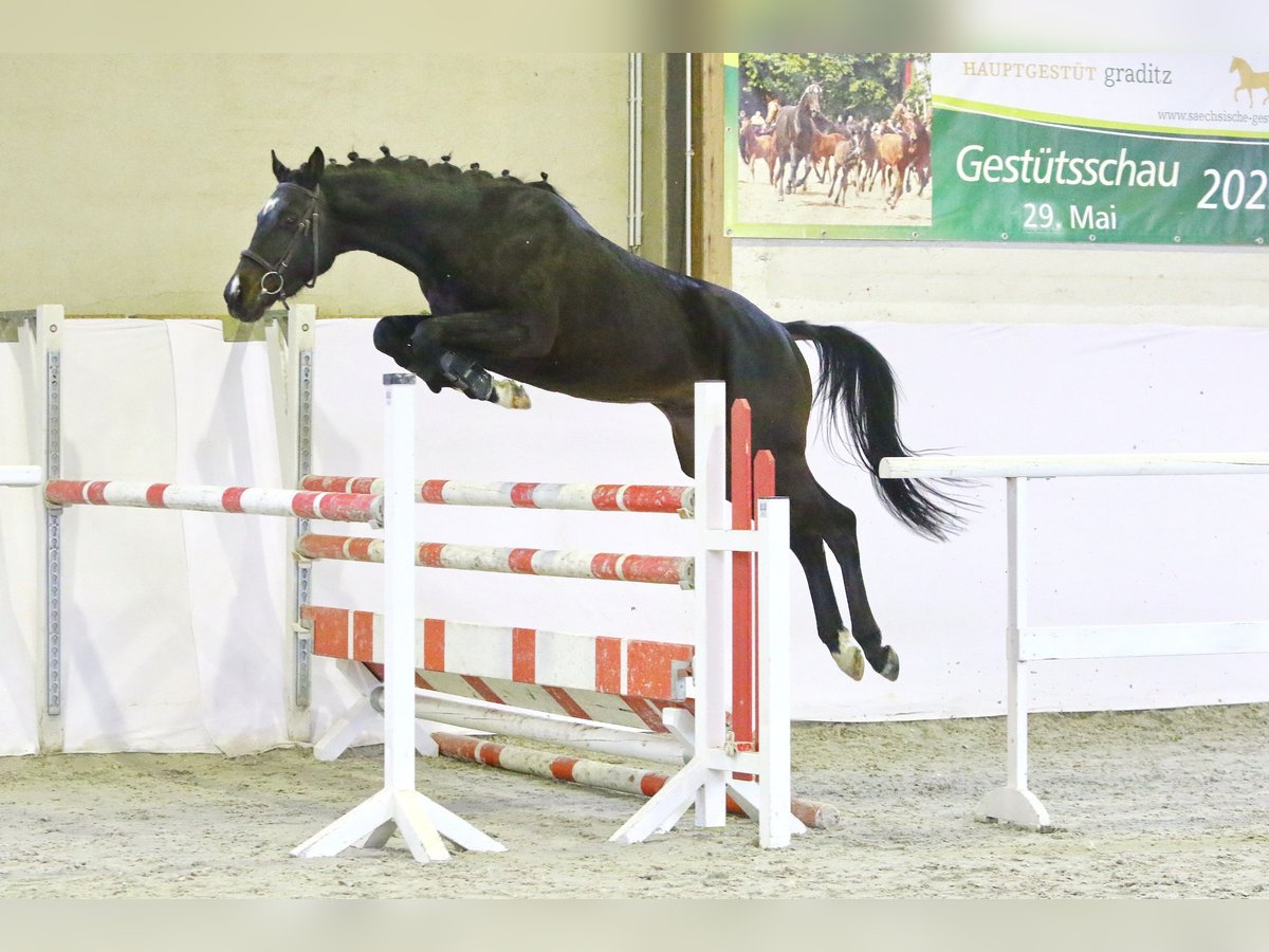 Deutsches Sportpferd Wallach 6 Jahre 162 cm Dunkelbrauner in K&#xFC;llstedt