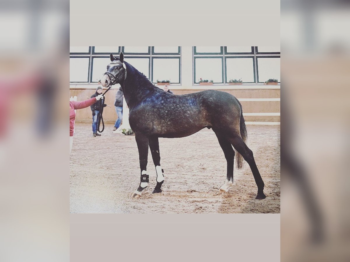 Deutsches Sportpferd Wallach 6 Jahre 162 cm Schimmel in Weyhe