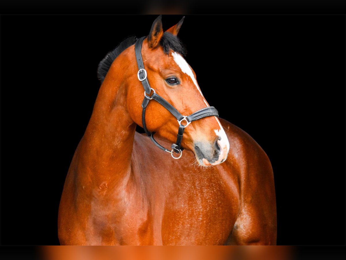 Deutsches Sportpferd Wallach 6 Jahre 163 cm Brauner in Hettstedt