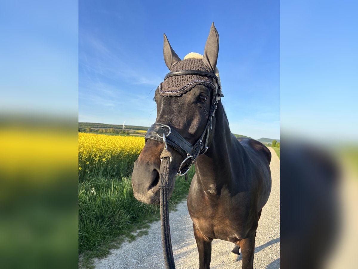 Deutsches Sportpferd Wallach 6 Jahre 163 cm Dunkelbrauner in Ottendorf-Okrilla