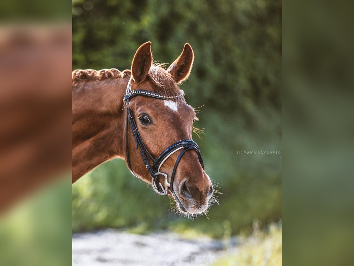 Deutsches Sportpferd Wallach 6 Jahre 164 cm Fuchs in Bruchsal