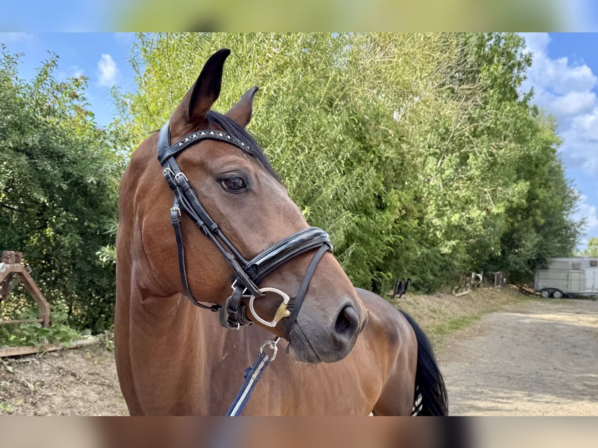 Deutsches Sportpferd Wallach 6 Jahre 165 cm Brauner in Grevenbroich