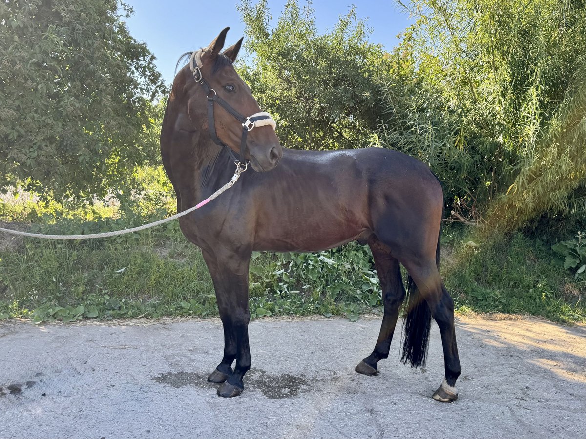 Deutsches Sportpferd Wallach 6 Jahre 165 cm Brauner in Grevenbroich