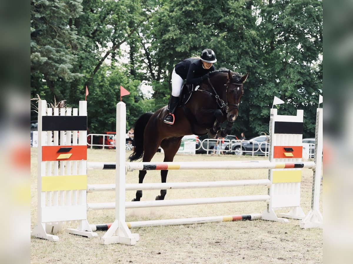 Deutsches Sportpferd Wallach 6 Jahre 165 cm Dunkelbrauner in Oberkr&#xE4;mer