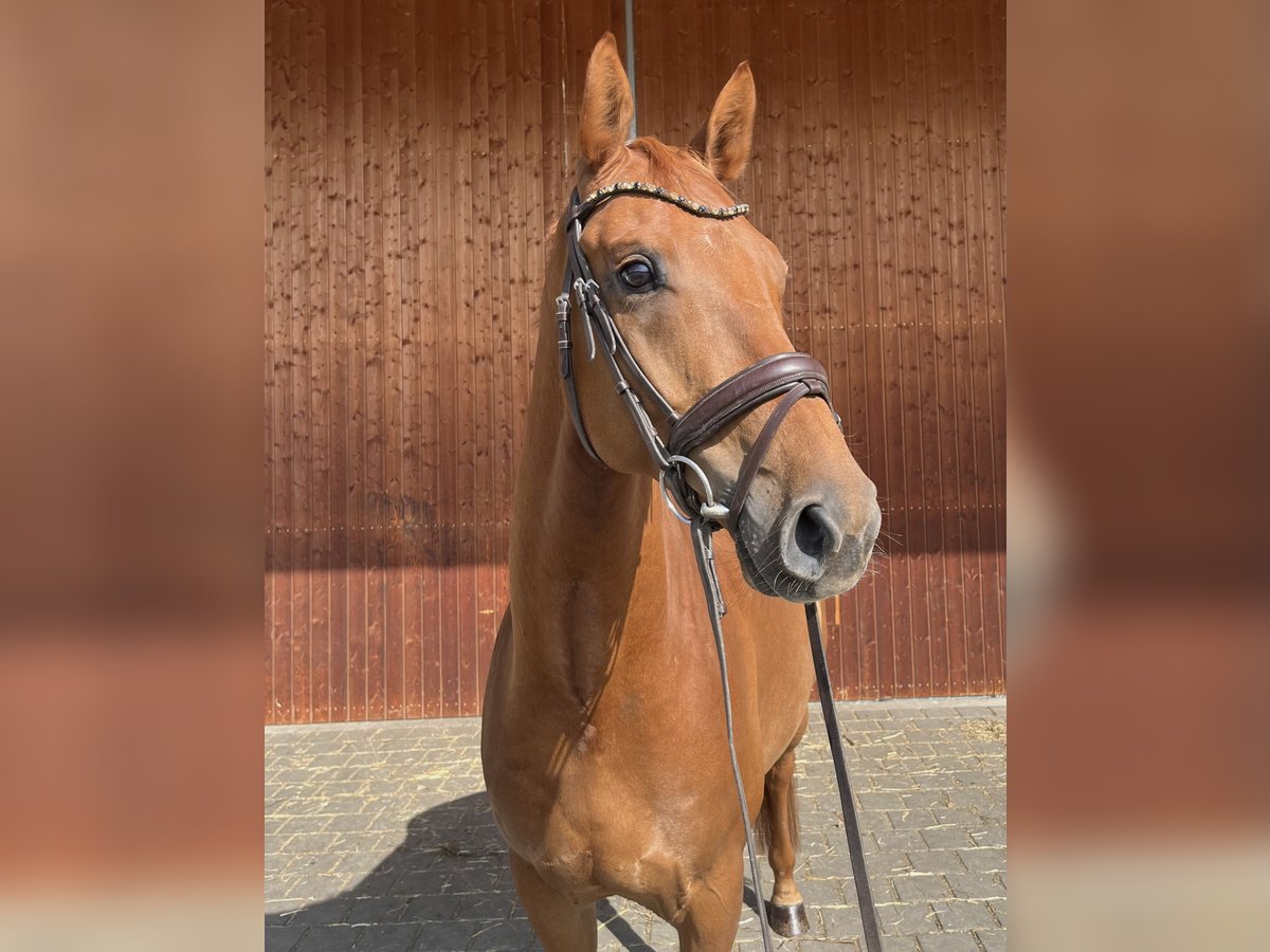 Deutsches Sportpferd Wallach 6 Jahre 165 cm Fuchs in Karlsfeld