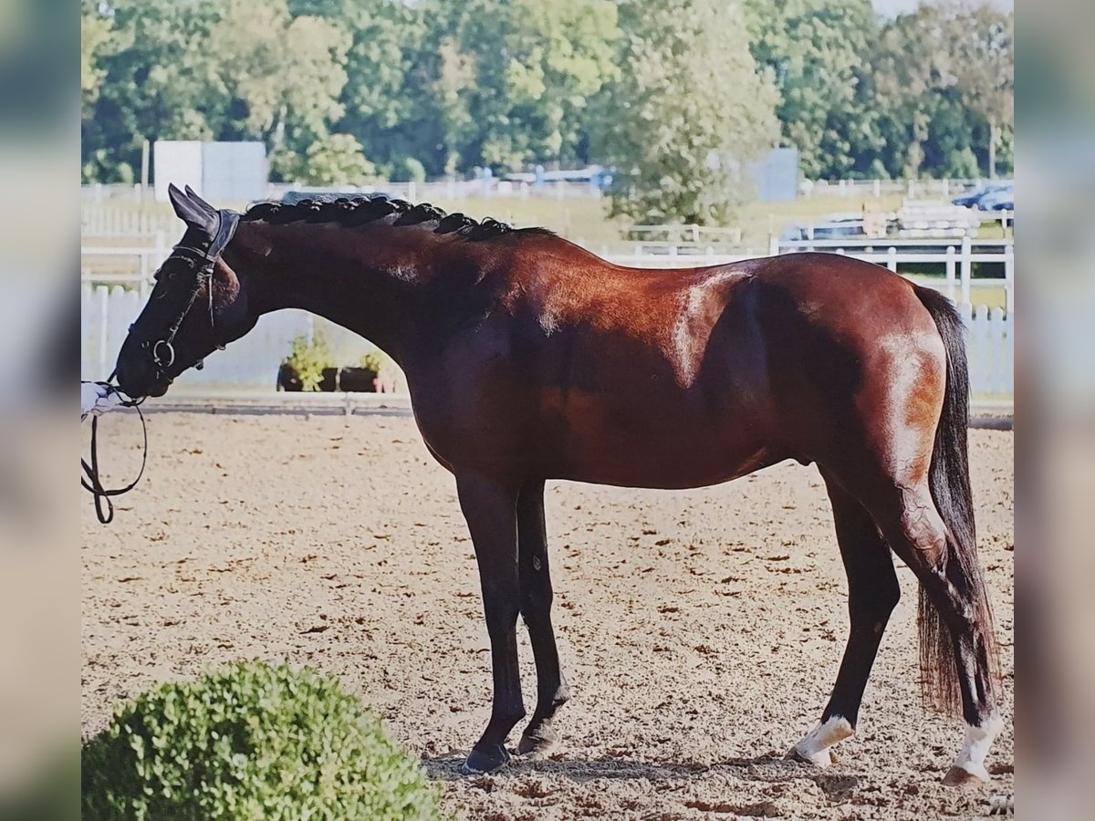 Deutsches Sportpferd Wallach 6 Jahre 165 cm Rappe in Hoppegarten