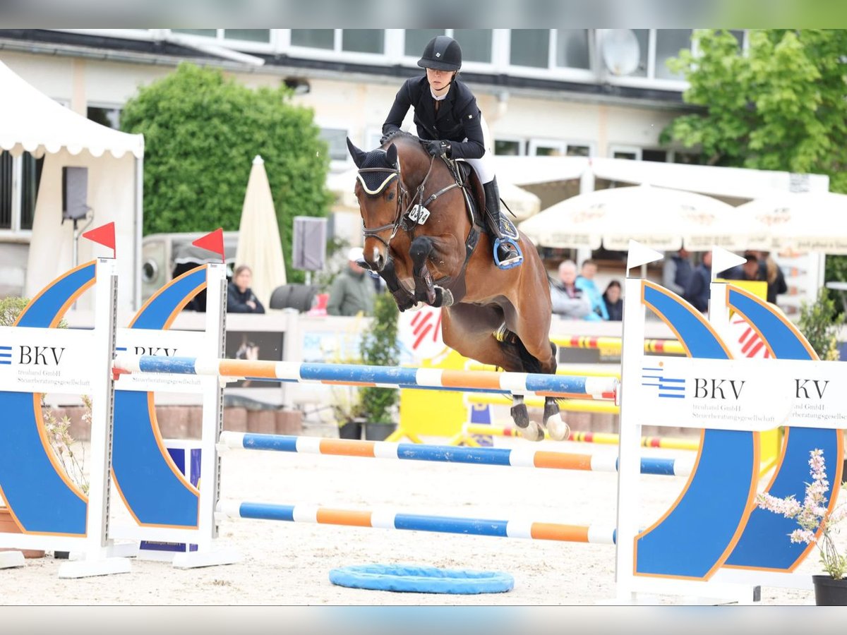 Deutsches Sportpferd Wallach 6 Jahre 166 cm Brauner in Gerstetten