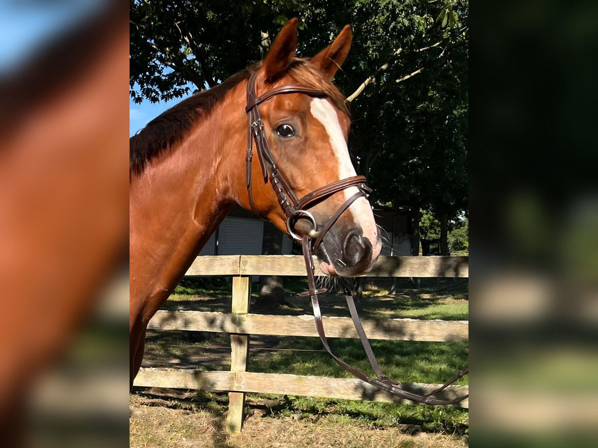 Deutsches Sportpferd, Wallach in Kyritz