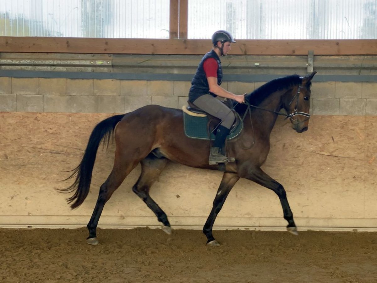 Deutsches Sportpferd Wallach 6 Jahre 167 cm Brauner in Neustadt in Sachsen