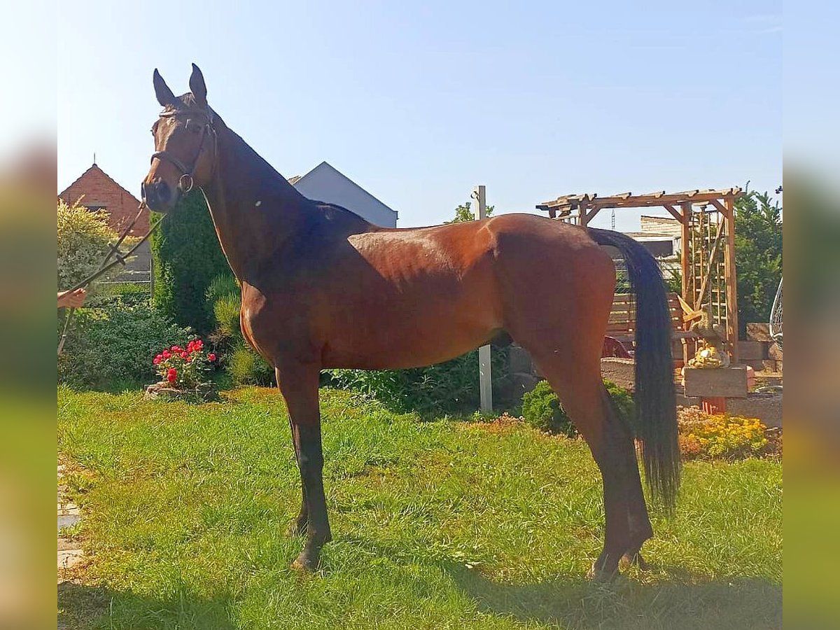 Deutsches Sportpferd Wallach 6 Jahre 167 cm Brauner in Neustadt in Sachsen