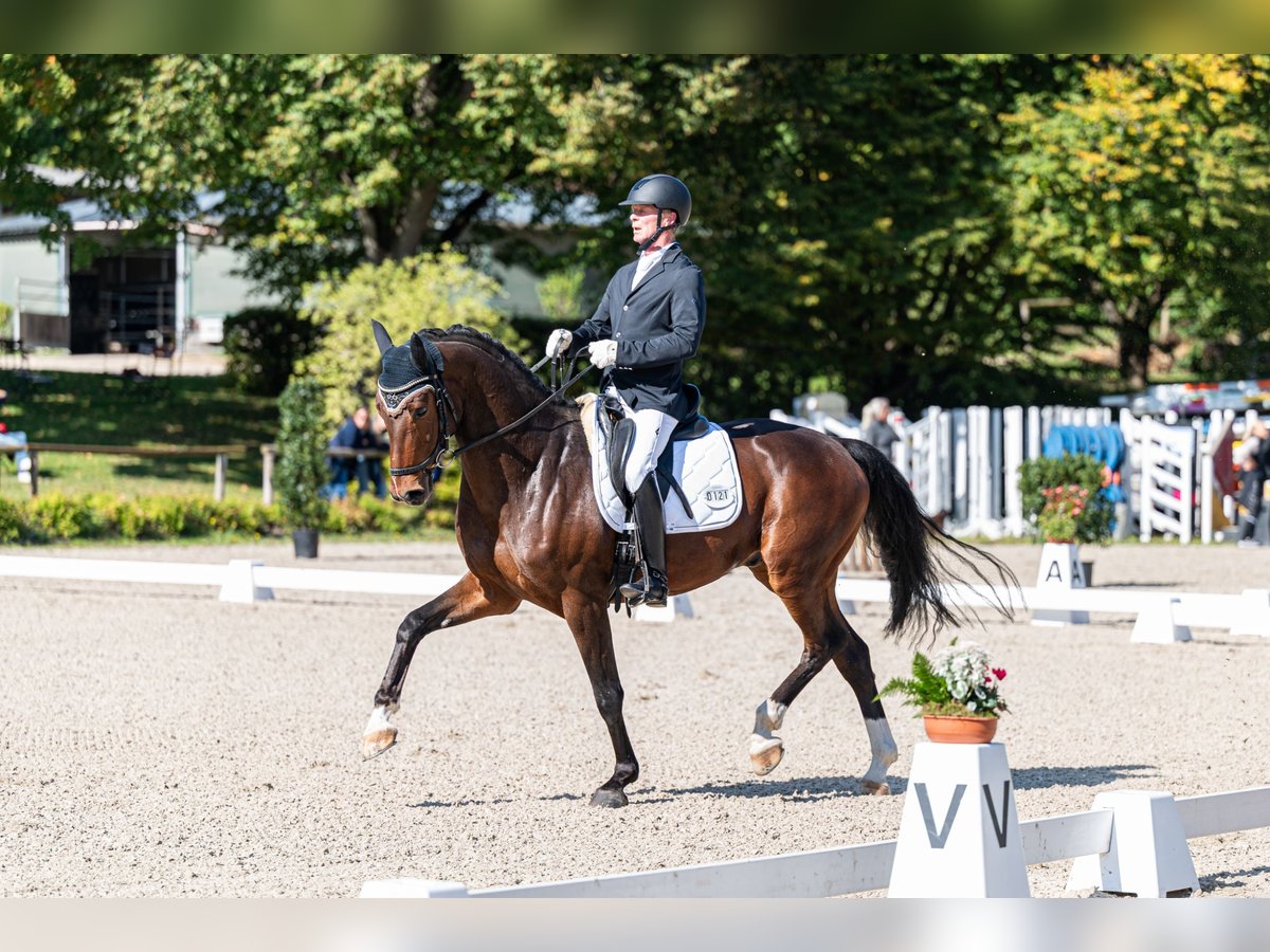 Deutsches Sportpferd Wallach 6 Jahre 168 cm Brauner in Aidlingen Deutsches Sportpferd Wallach 6 Jahre 168 cm Brauner in Aidlingen