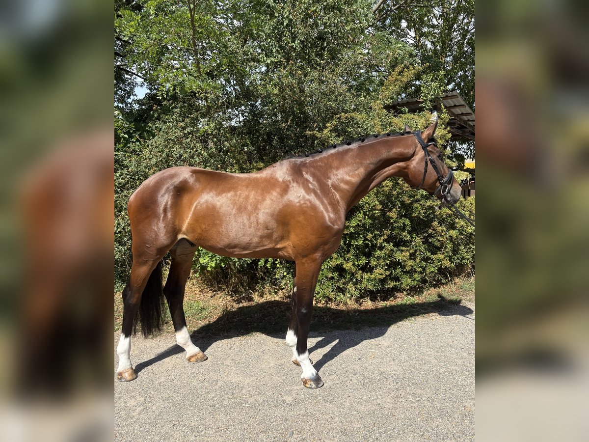 Deutsches Sportpferd Wallach 6 Jahre 168 cm Brauner in Ketsch