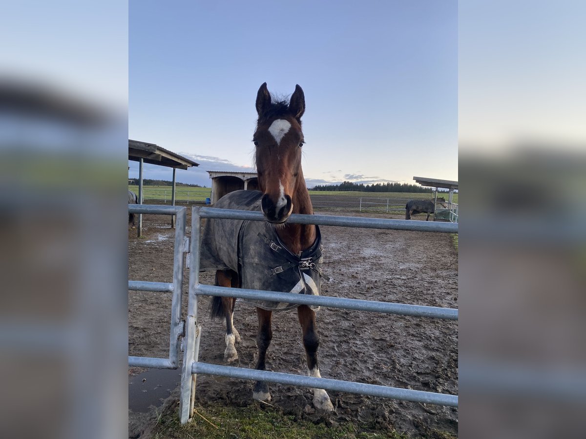 Deutsches Sportpferd Wallach 6 Jahre 168 cm Brauner in Vierkirchen