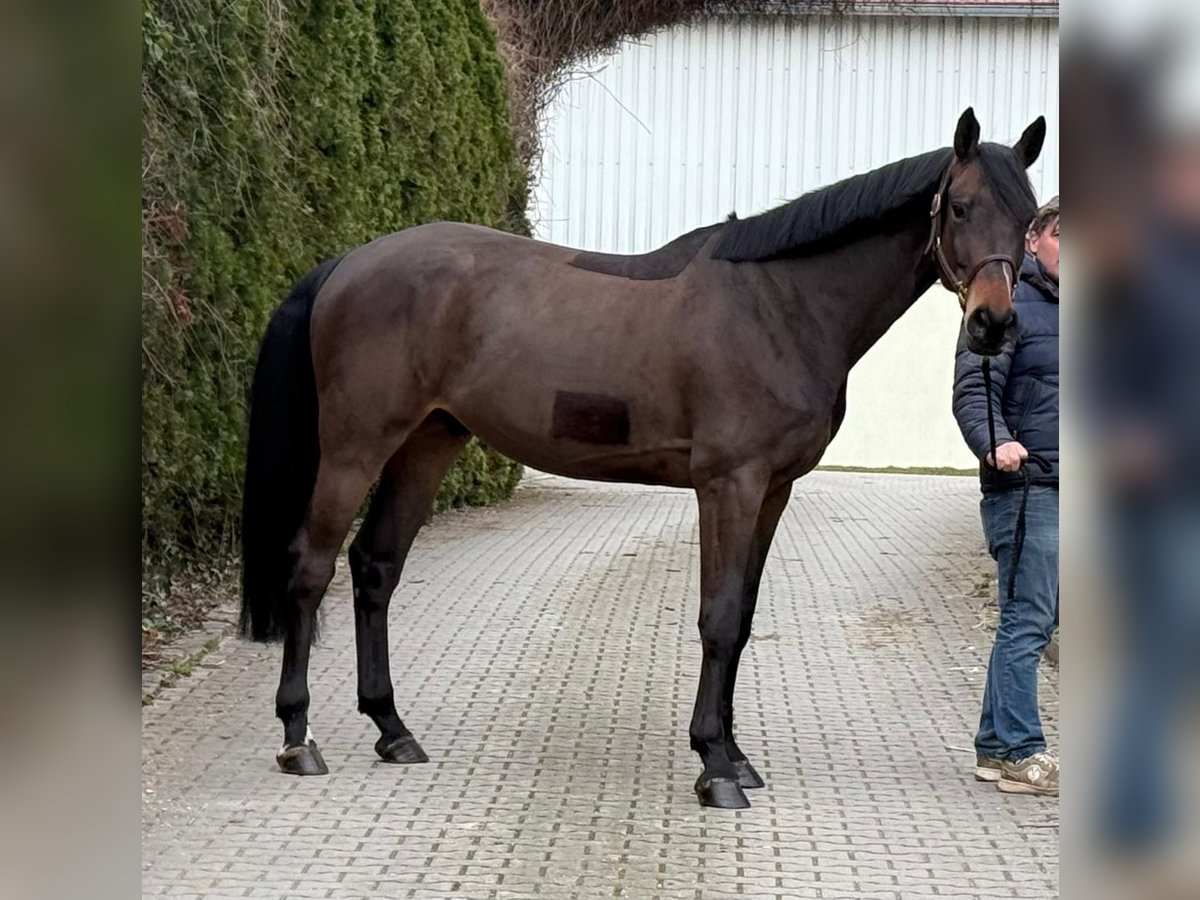 Deutsches Sportpferd Wallach 6 Jahre 169 cm Brauner in Oettingen in Bayern
