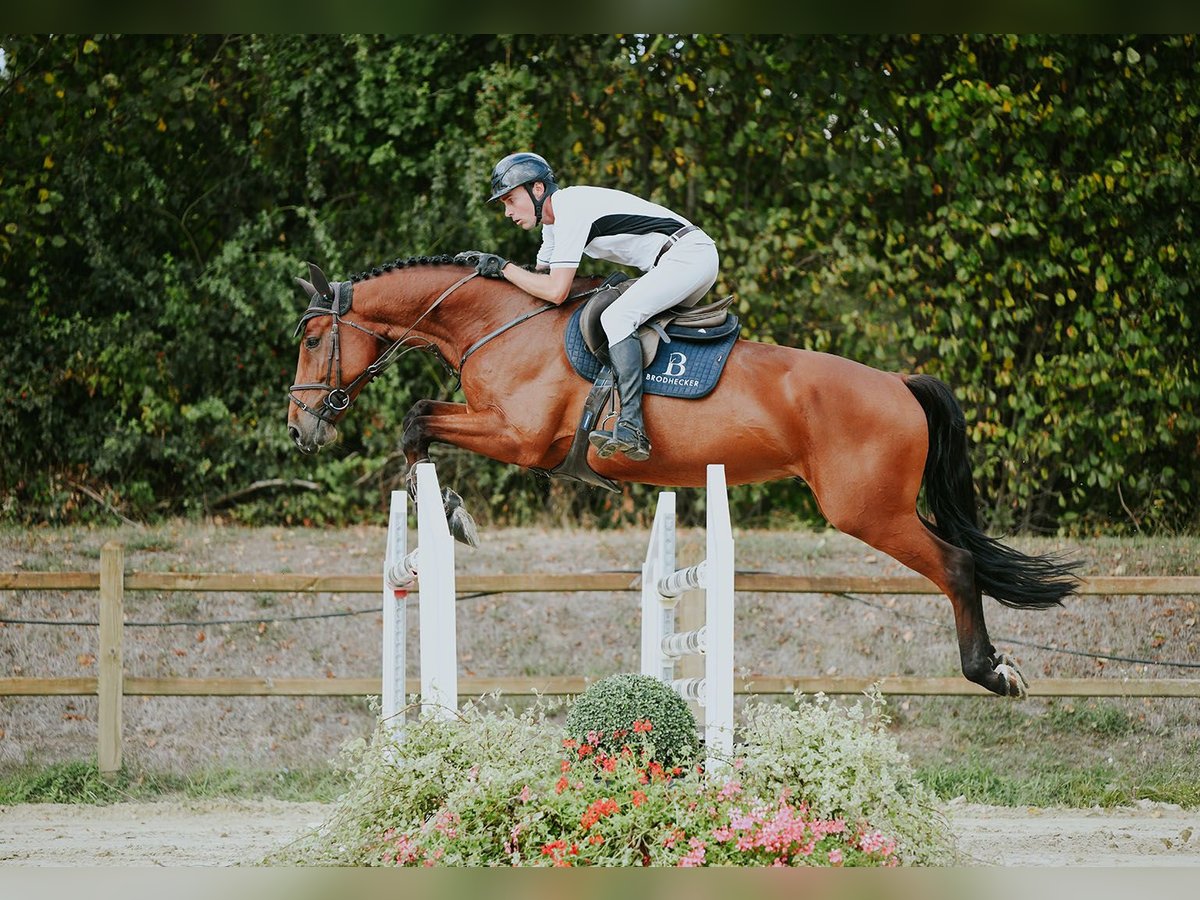 Deutsches Sportpferd, Wallach in Riedstadt