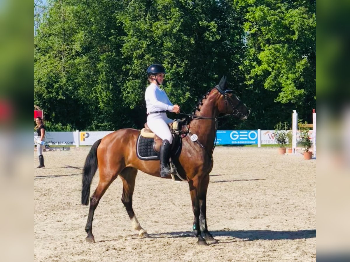 Deutsches Sportpferd Wallach 6 Jahre 169 cm Brauner in WeingartenWeingarten