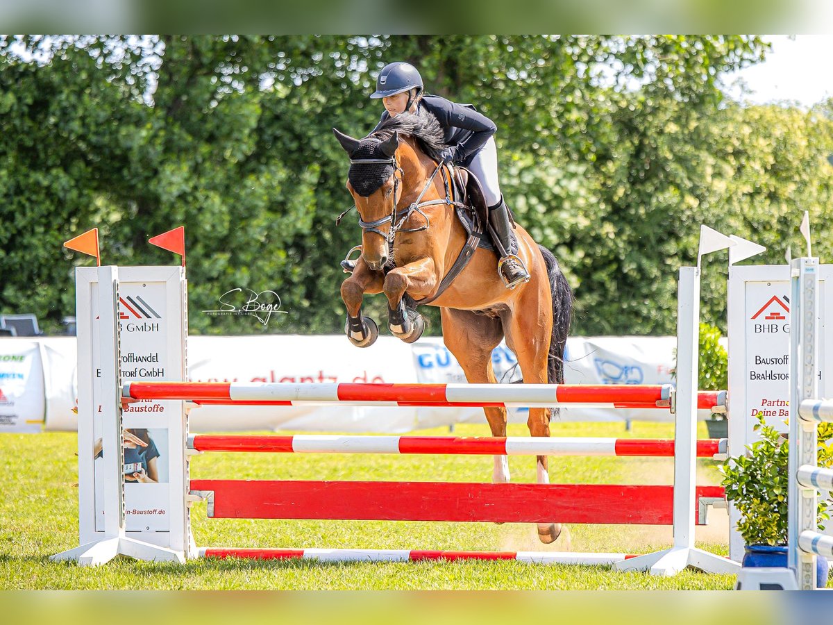 Deutsches Sportpferd Wallach 6 Jahre 169 cm in Gadebusch