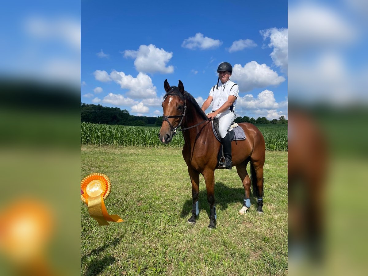 Deutsches Sportpferd Wallach 6 Jahre 170 cm Brauner in Mansfeld/OT Annarode