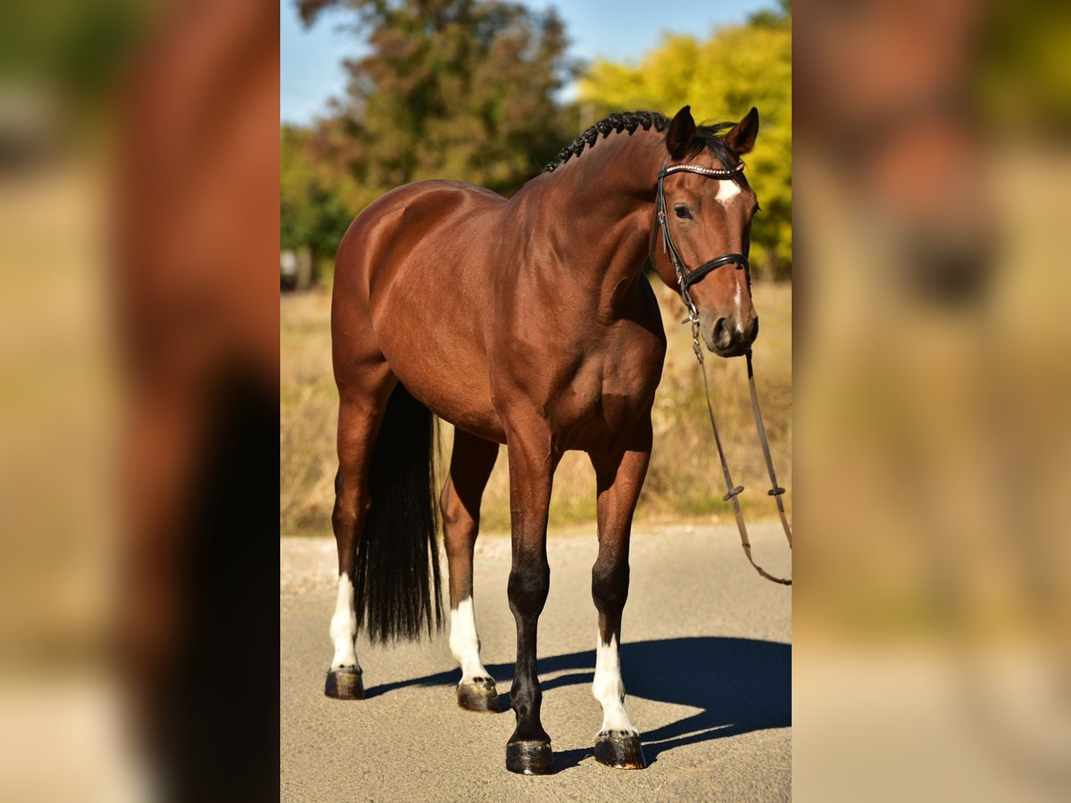 Deutsches Sportpferd Wallach 6 Jahre 170 cm Brauner in Csabacs&#x171;d