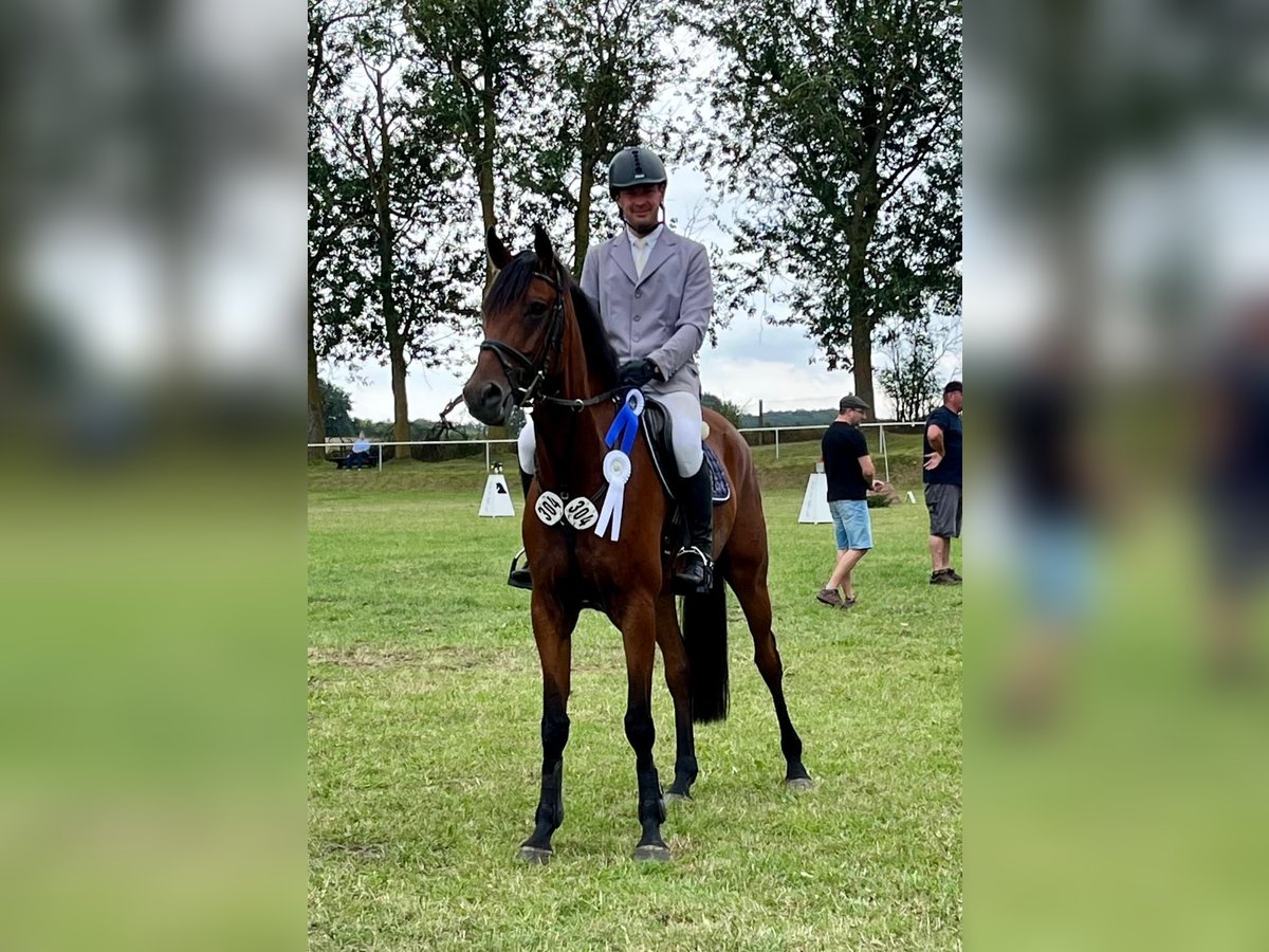 Deutsches Sportpferd Wallach 6 Jahre 170 cm Brauner in Rhinow OT Kietz