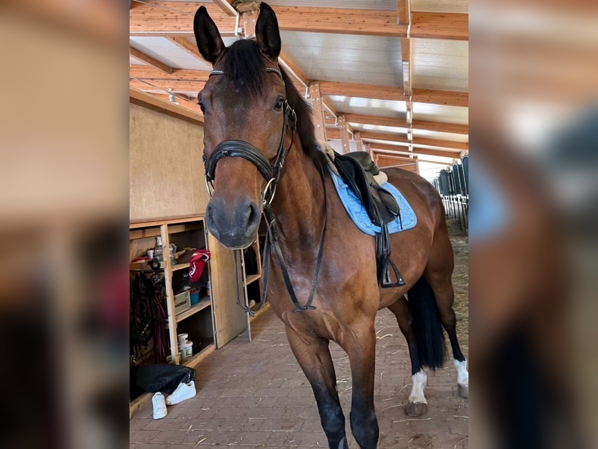 Deutsches Sportpferd Wallach 6 Jahre 170 cm Dunkelbrauner in Weiterstadt