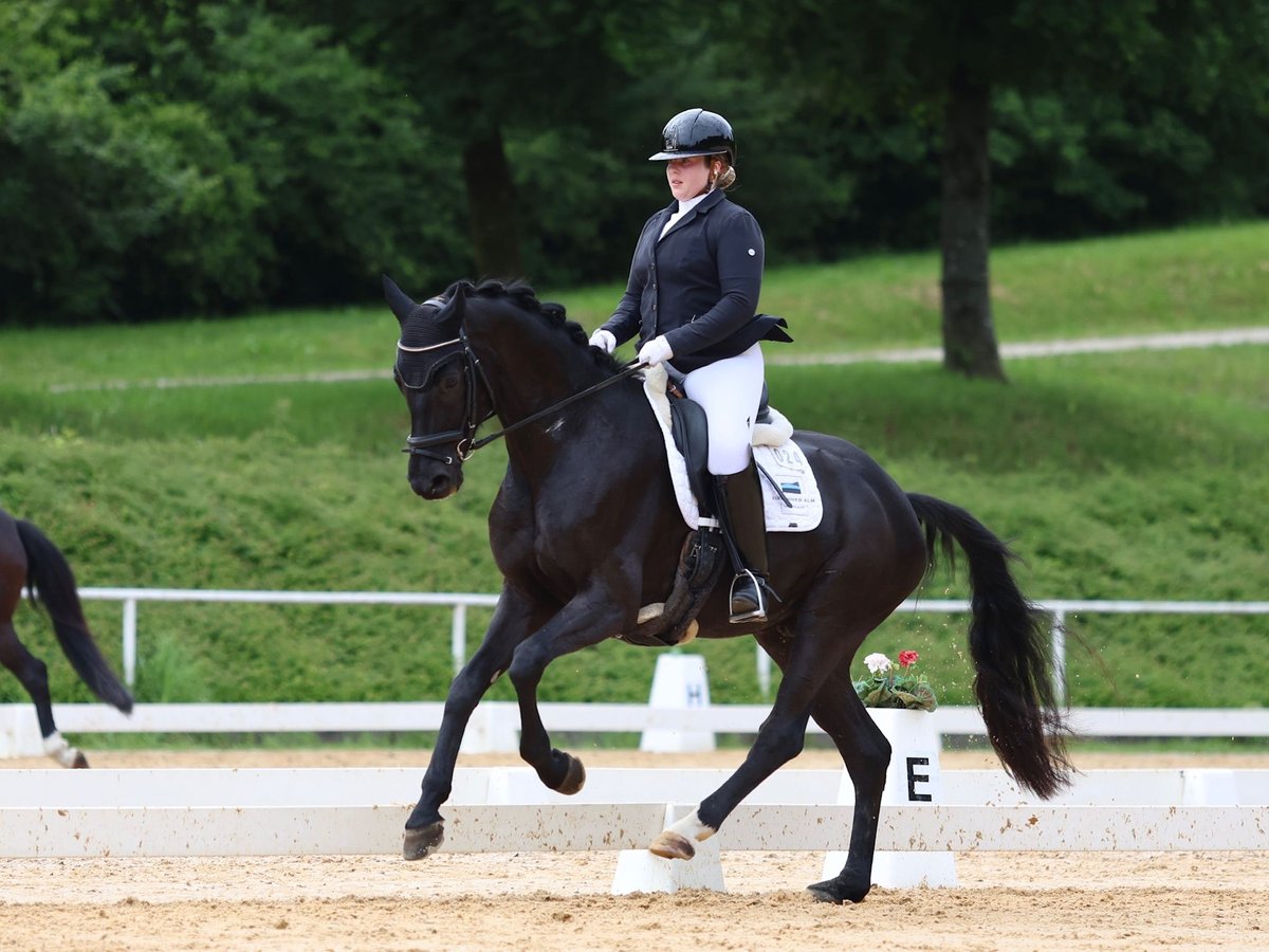 Deutsches Sportpferd Wallach 6 Jahre 170 cm Rappe in Rottach-Egern
