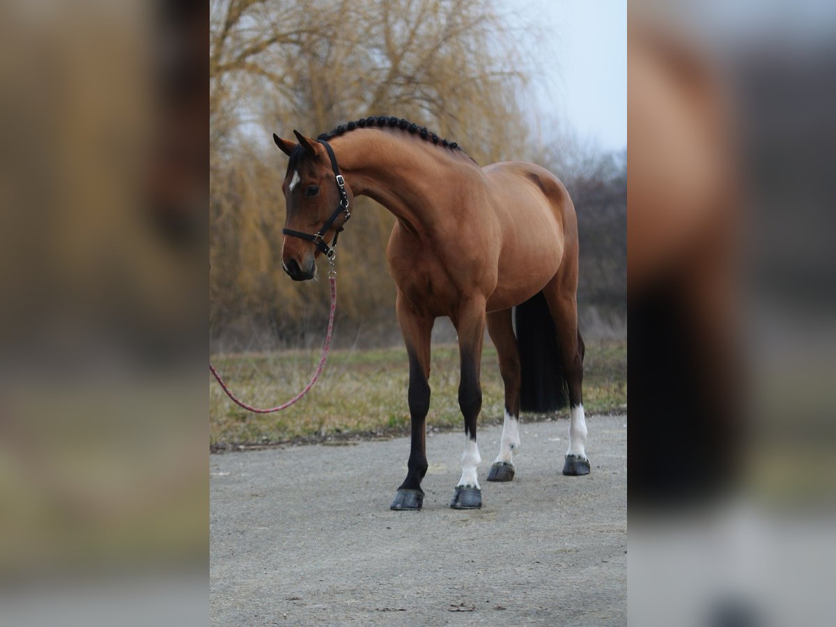 Deutsches Sportpferd Wallach 6 Jahre 170 cm Rotbrauner in Baracs