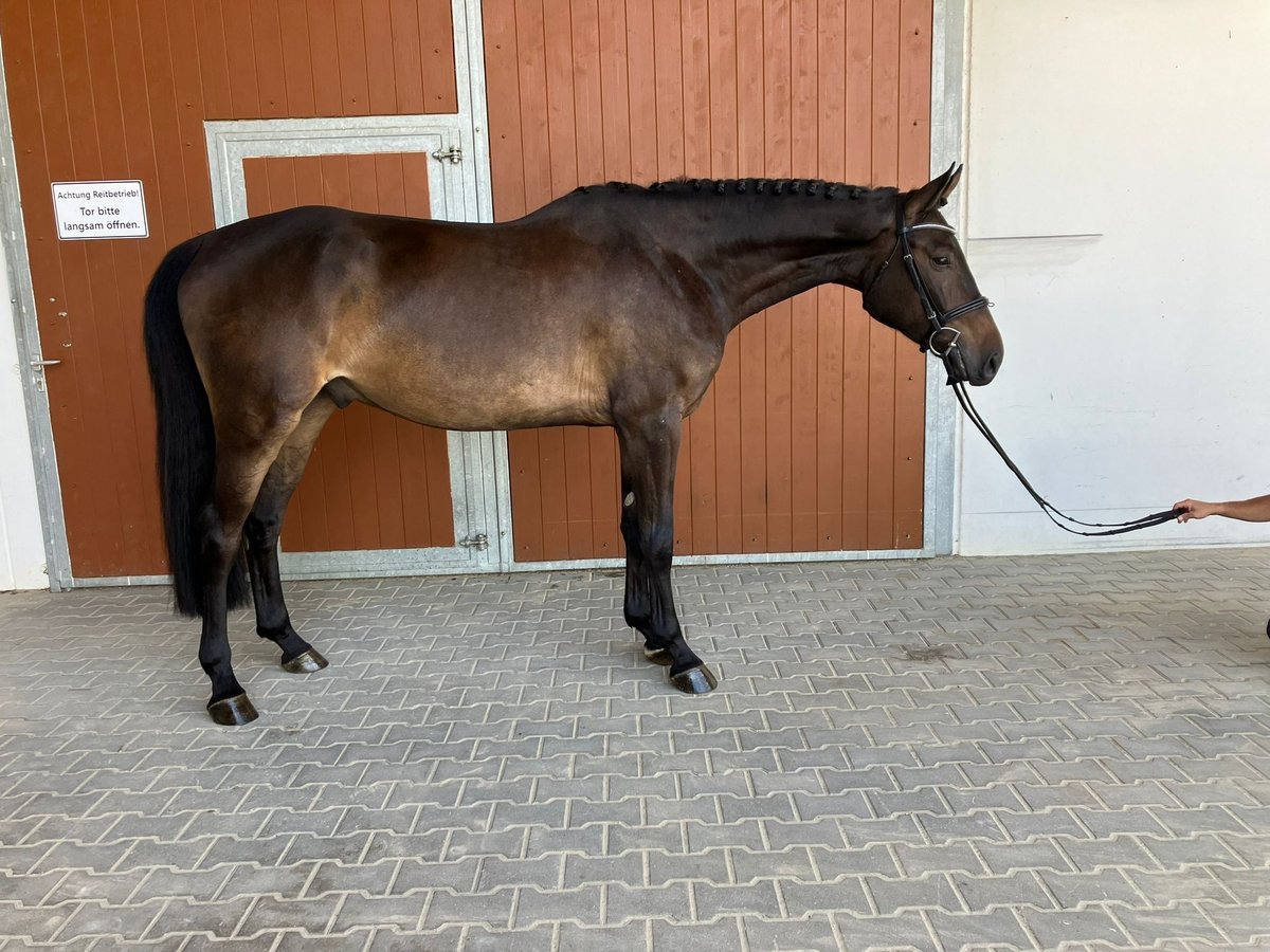 Deutsches Sportpferd Wallach 6 Jahre 170 cm Schwarzbrauner in Kamenz