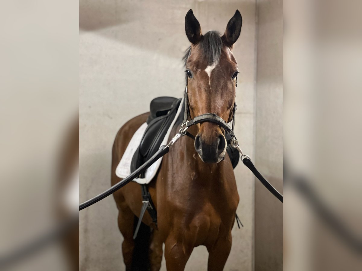 Deutsches Sportpferd Wallach 6 Jahre 172 cm Brauner in Goldau