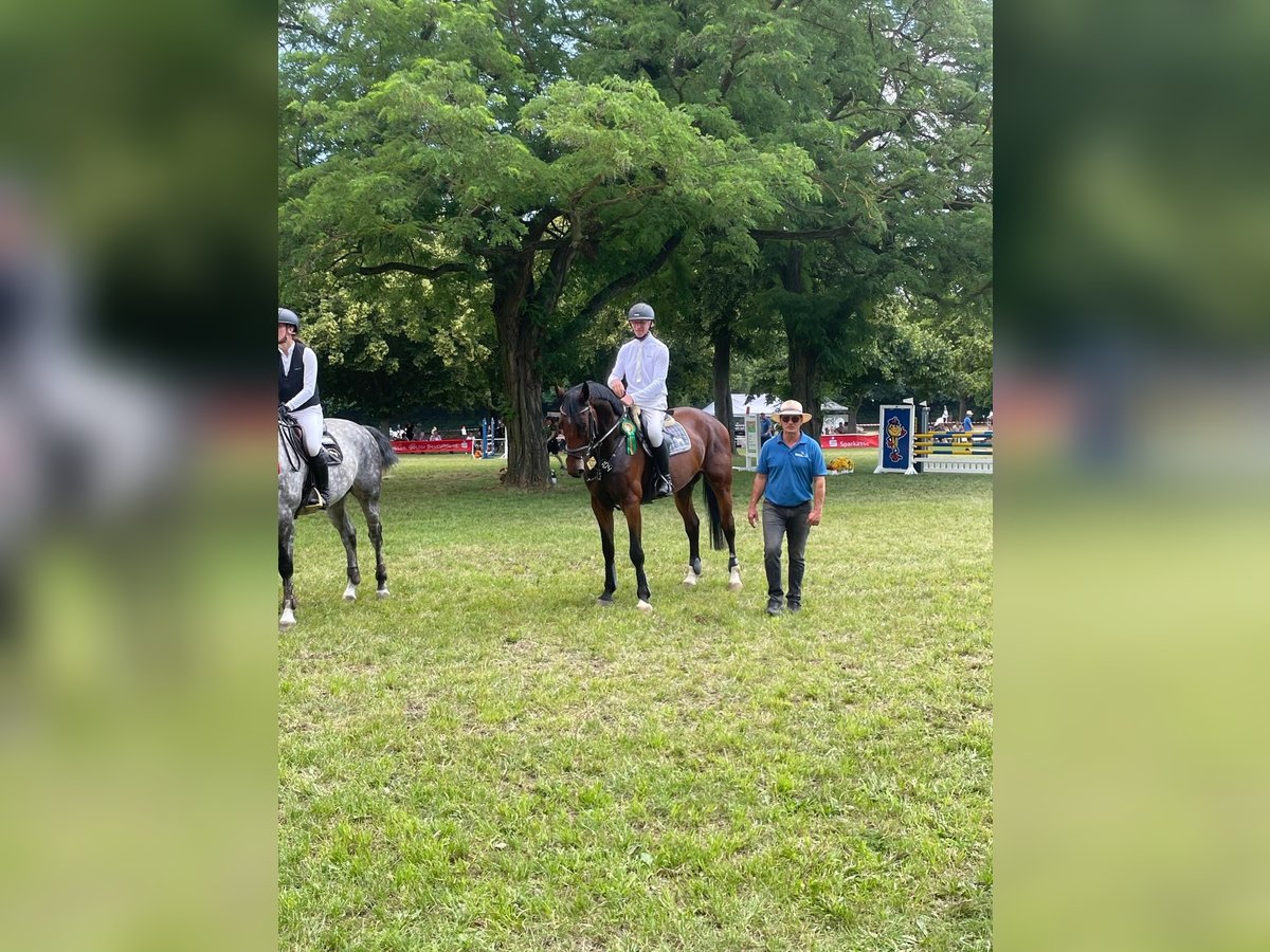 Deutsches Sportpferd Wallach 6 Jahre 172 cm Dunkelbrauner in Salzatal