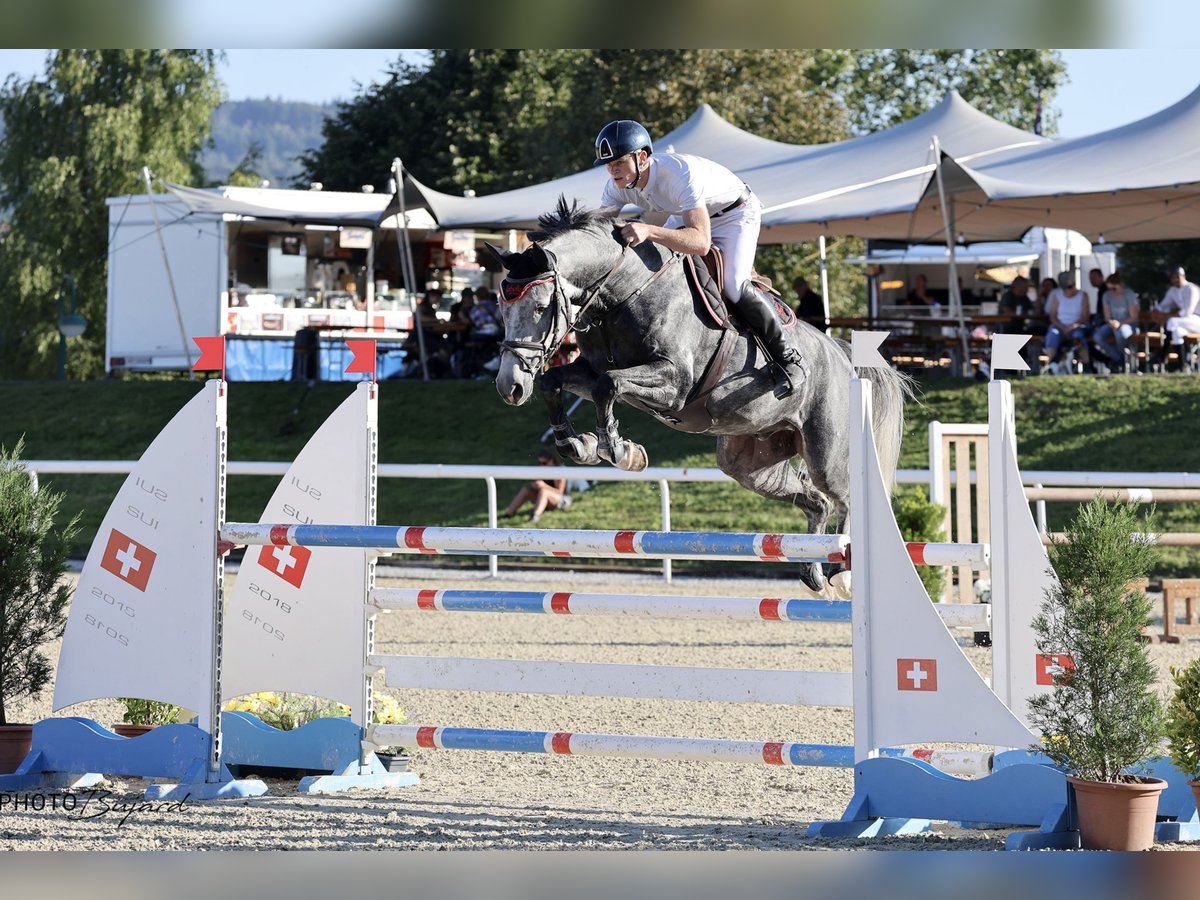 Deutsches Sportpferd Wallach 6 Jahre 173 cm Apfelschimmel in Diemerswil