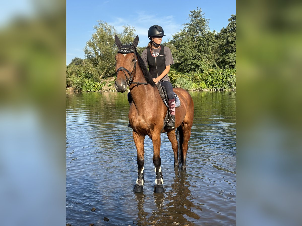 Deutsches Sportpferd Wallach 6 Jahre 173 cm Brauner in Salzatal