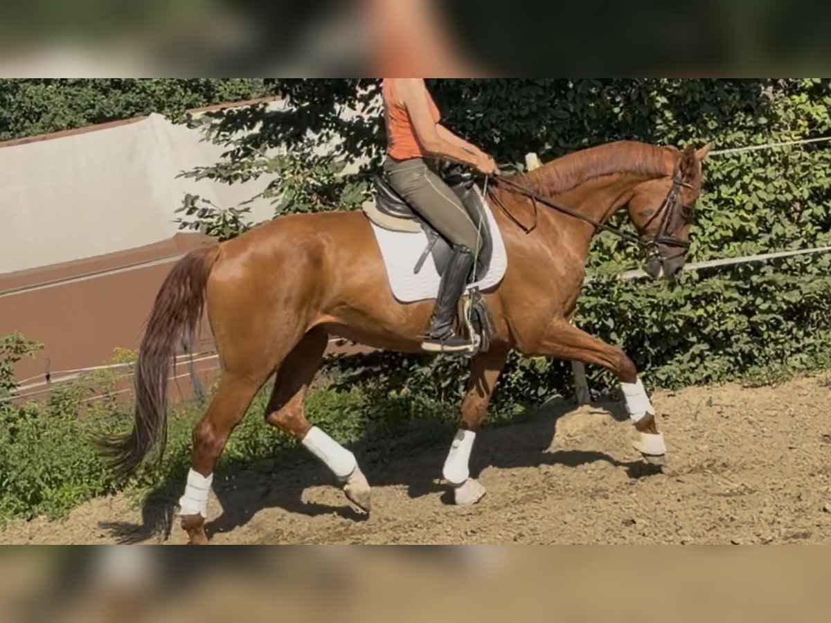 Deutsches Sportpferd, Wallach in Velpke