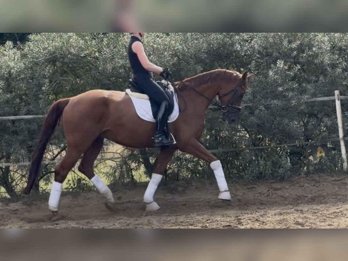 Deutsches Sportpferd, Wallach in Velpke