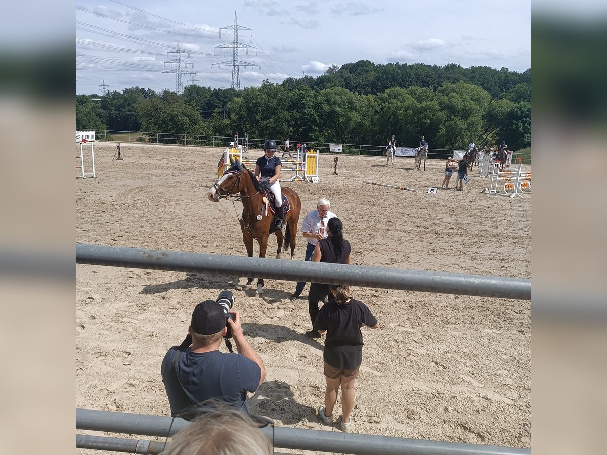 Deutsches Sportpferd Wallach 6 Jahre 174 cm Brauner in Thaleischweiler-Fröschen