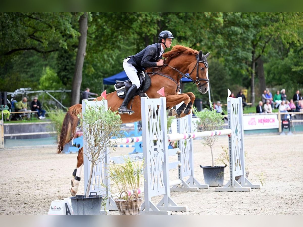 Deutsches Sportpferd, Wallach in Riedstadt