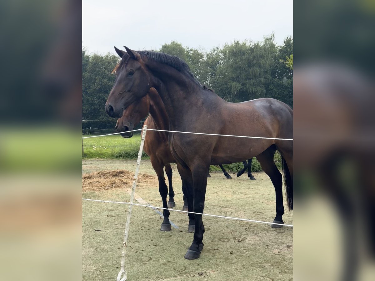 Deutsches Sportpferd Wallach 6 Jahre 175 cm Dunkelbrauner in Essen