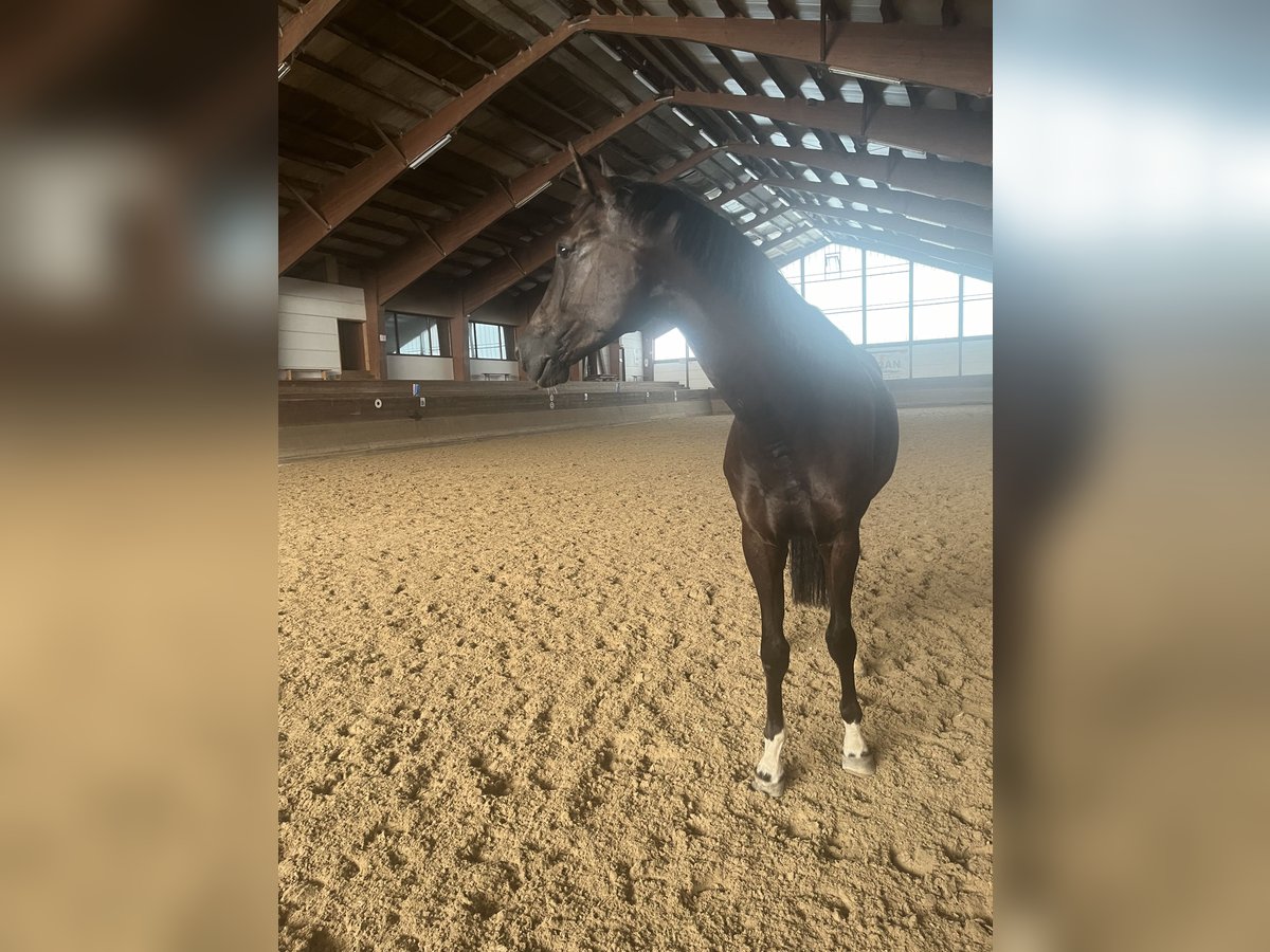 Deutsches Sportpferd Wallach 6 Jahre 175 cm Rappe in Freudenstadt