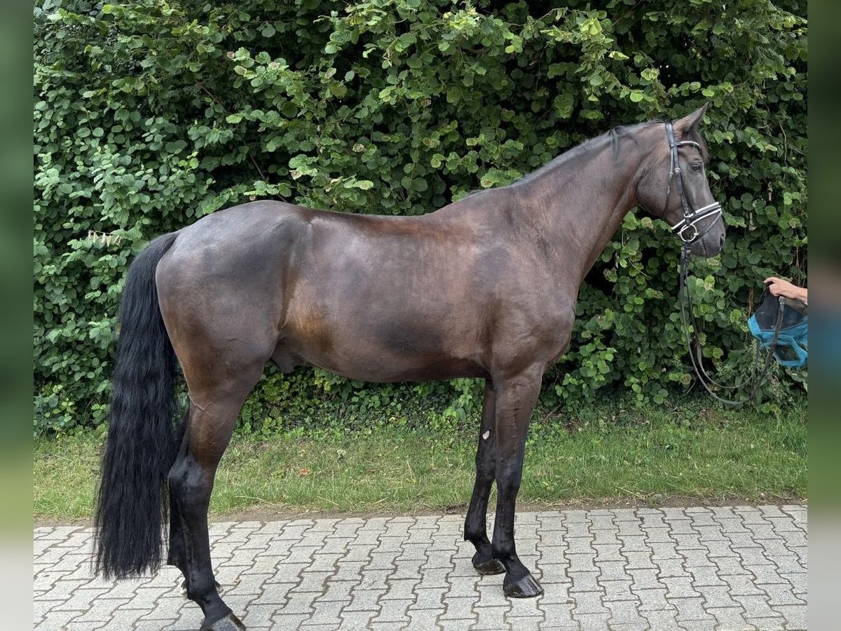 Deutsches Sportpferd Wallach 6 Jahre 175 cm Schwarzbrauner in Wiesbaden