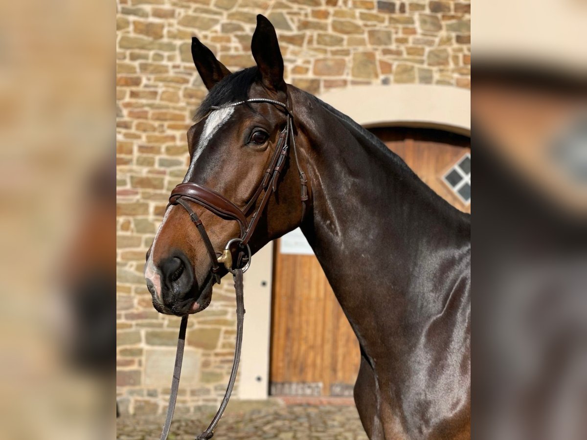 Deutsches Sportpferd Wallach 6 Jahre 176 cm Brauner in W&#xFC;rzburg