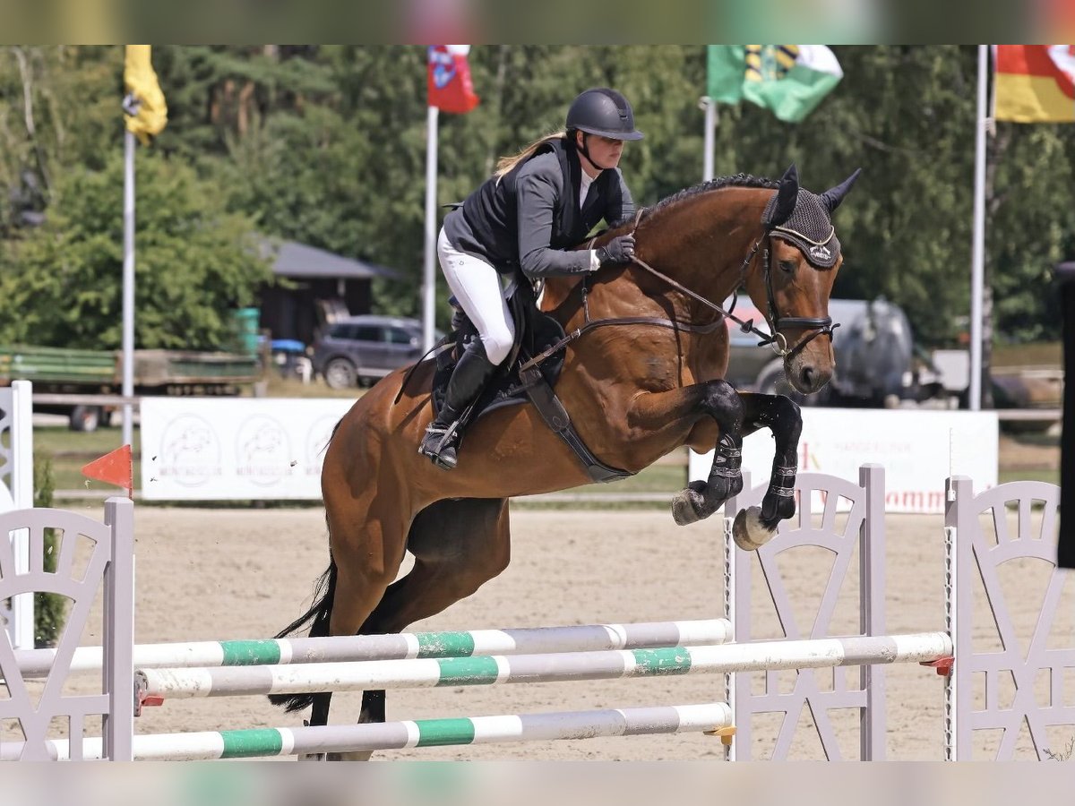Deutsches Sportpferd Wallach 6 Jahre 177 cm Brauner in Braunschweig