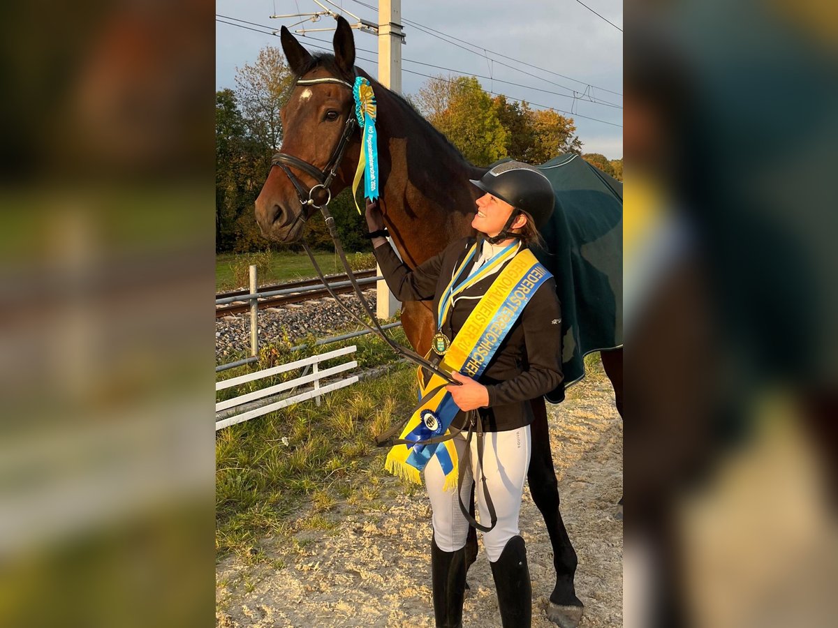 Deutsches Sportpferd Wallach 6 Jahre 178 cm Brauner in Kornberg