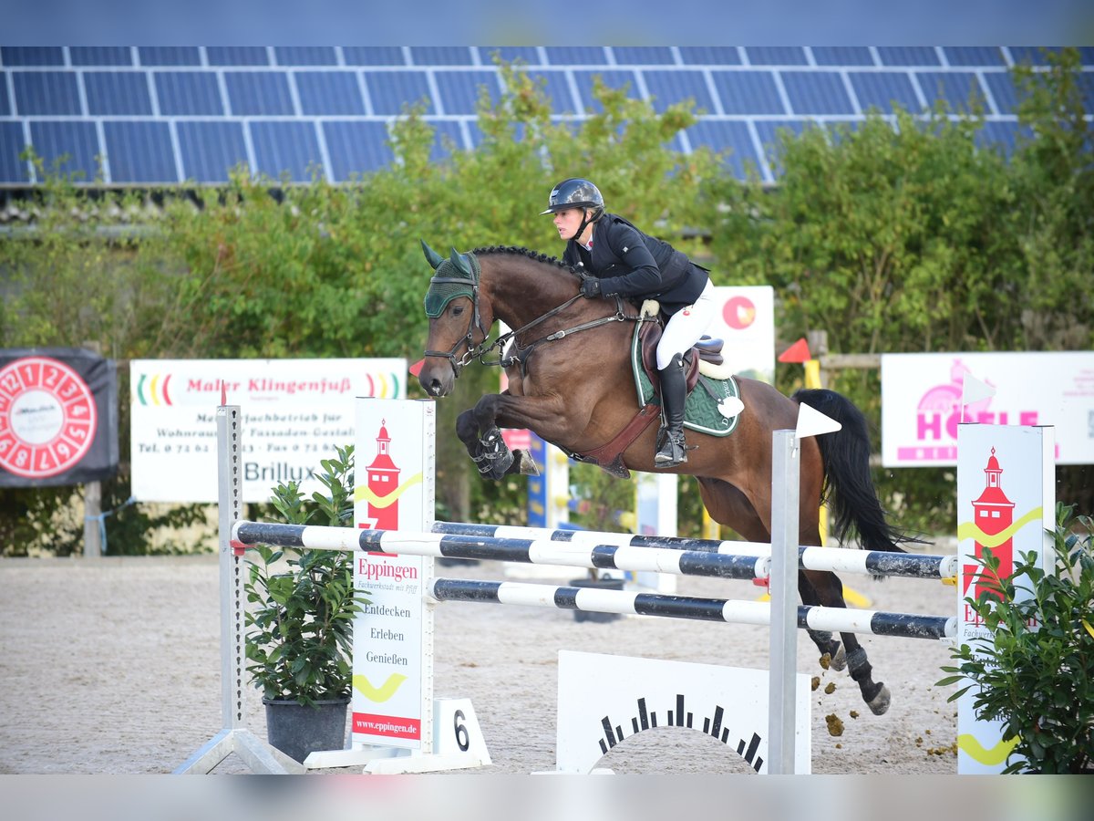 Deutsches Sportpferd Wallach 6 Jahre Brauner in Eppingen