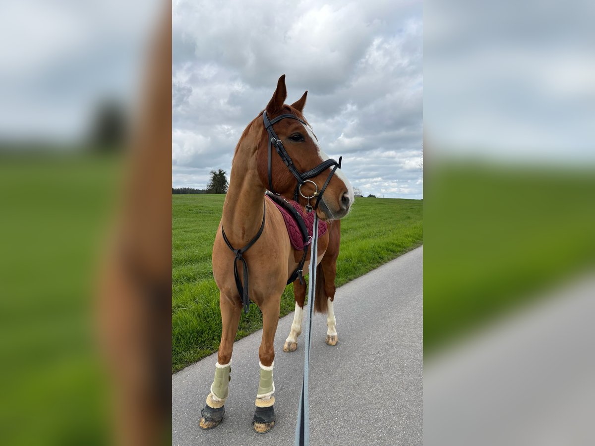 Deutsches Sportpferd Wallach 7 Jahre 158 cm Fuchs in Baar